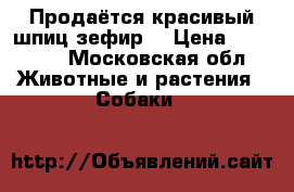 Продаётся красивый шпиц-зефир  › Цена ­ 20 000 - Московская обл. Животные и растения » Собаки   